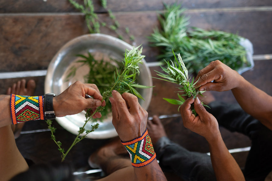 Huni Kuin members preparing a plant traditionally used at the close of an Ayahuasca ceremony