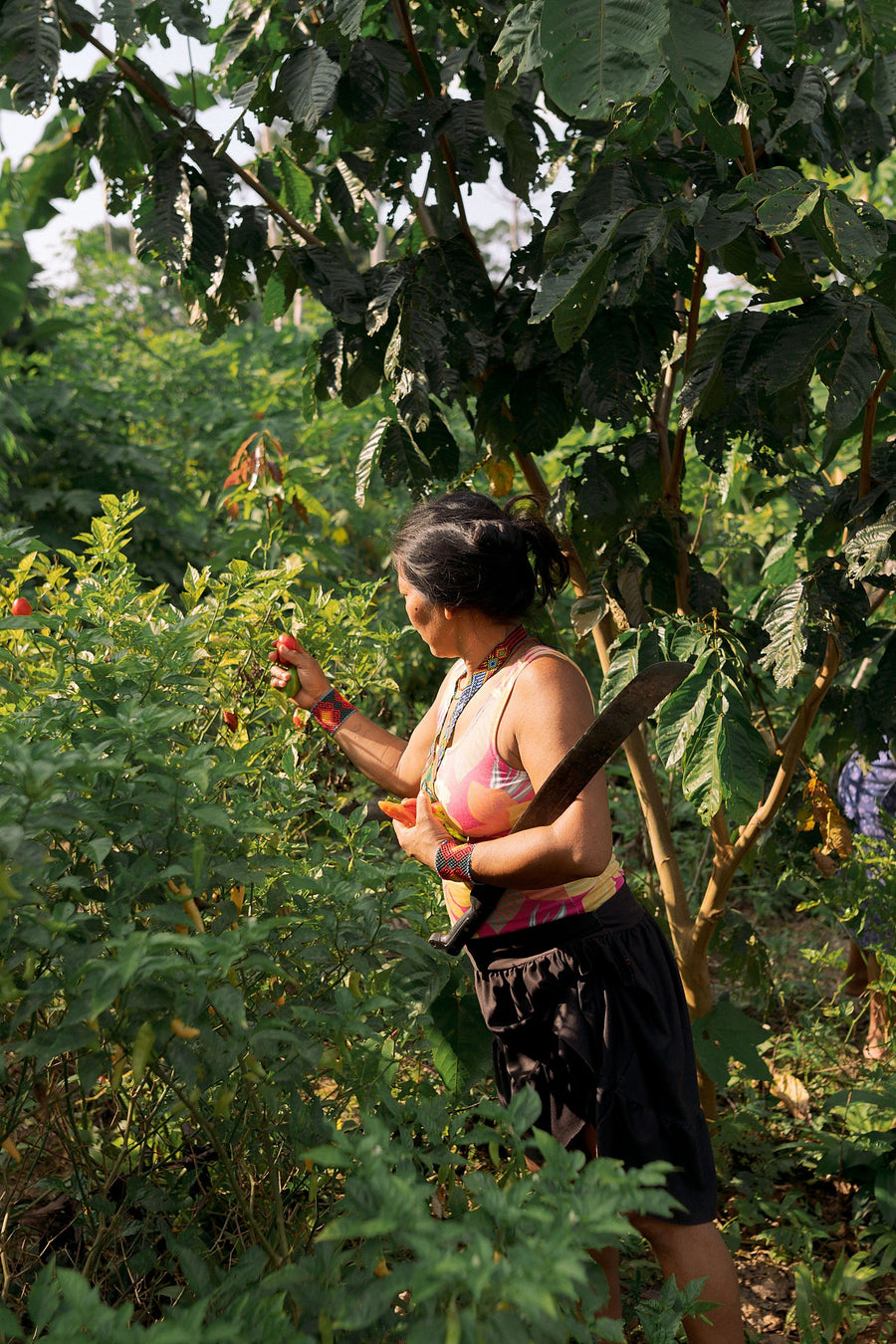 A Huni Kuin woman harvesting plants in the forest