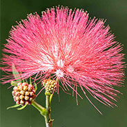 Pink bobinsana flower (Calliandra angustifolia), the plant in this month's featured hapé