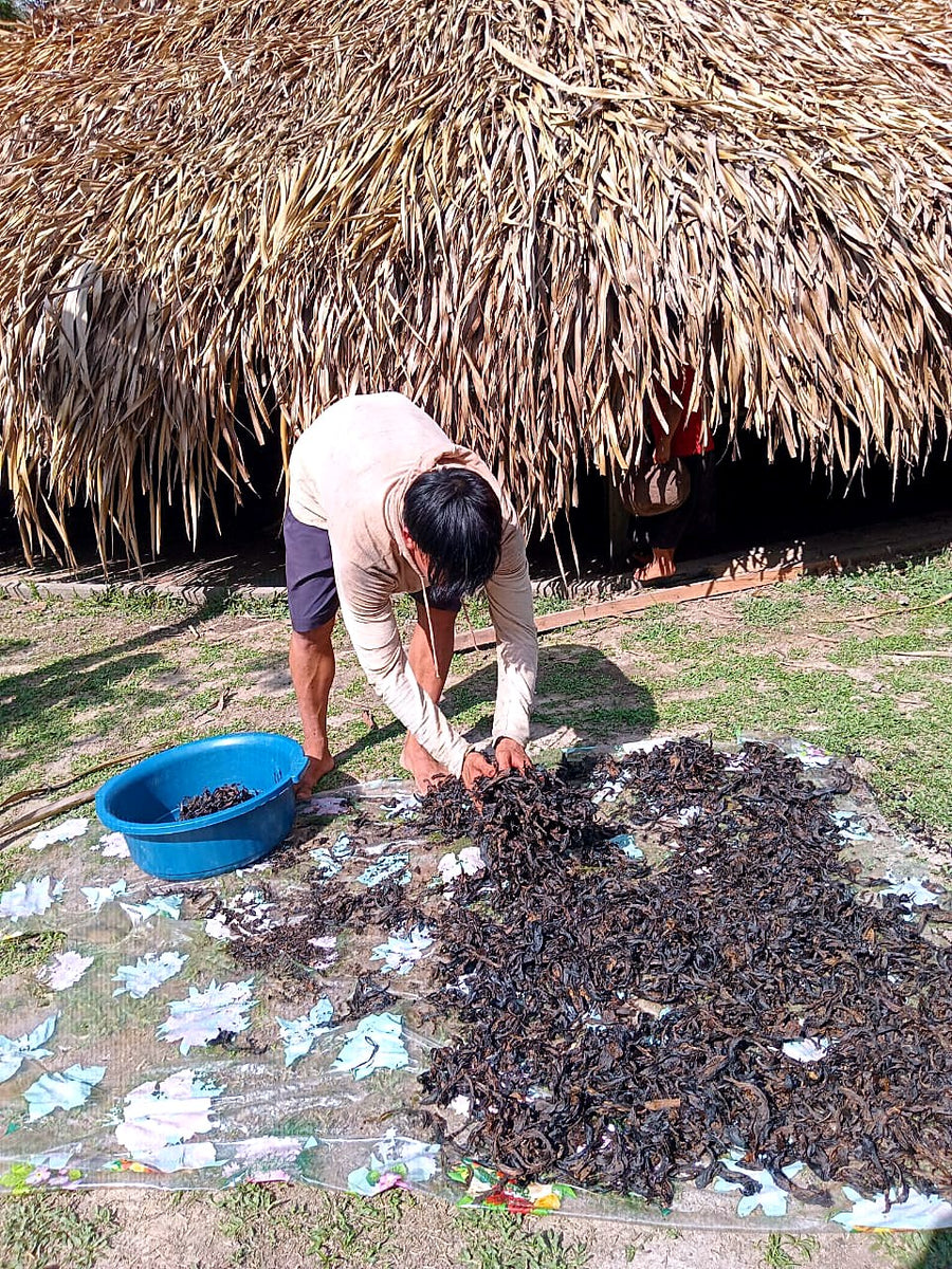 Sun-drying tobacco for rapé outside the maloca