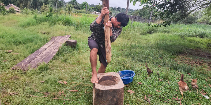 Pounding rapé the traditional way — log mortar and pestle