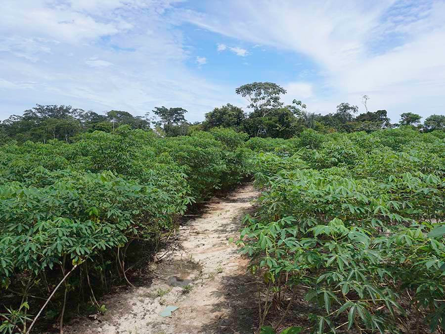 Medicine and food gardens at the Katukina