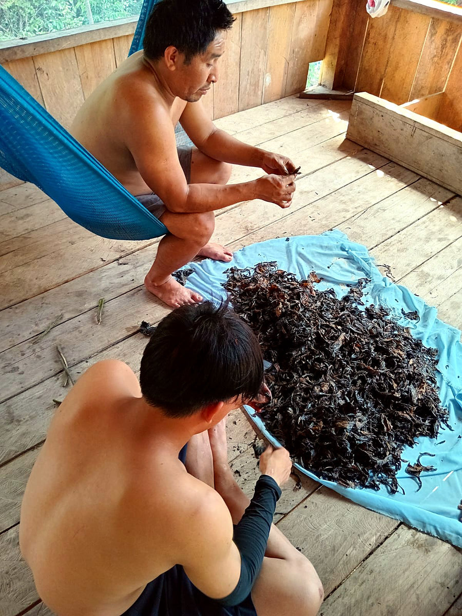 Sorting the dried tobacco leaves