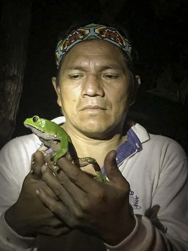 Nighttime with the Katukina, catching kambô frogs