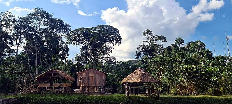 The village beneath a giant of the forest