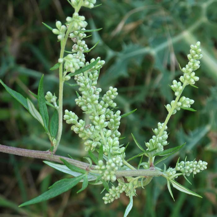 Yawanawá • Mugwort Rapeh | Healing | Sacred Medicine | United States / 4