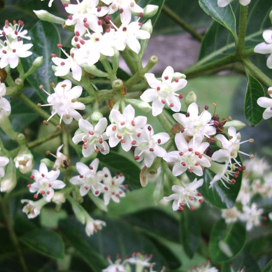 Mulateiro (Calycophyllum spruceanum) white flowers in bloom, Acre, Brazil