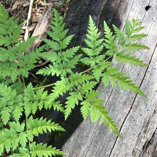 Osha (Ligusticum porteri) leaves in natural mountain habitat