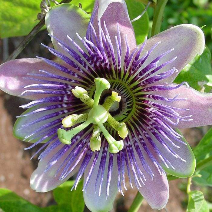 Shamanic Supply • Passiflora Rapeh tsunu rapeh passiflora organic passionflower