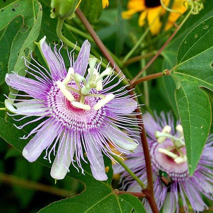 Herbal Passiflora - Rapeh / shamanicsupply.com