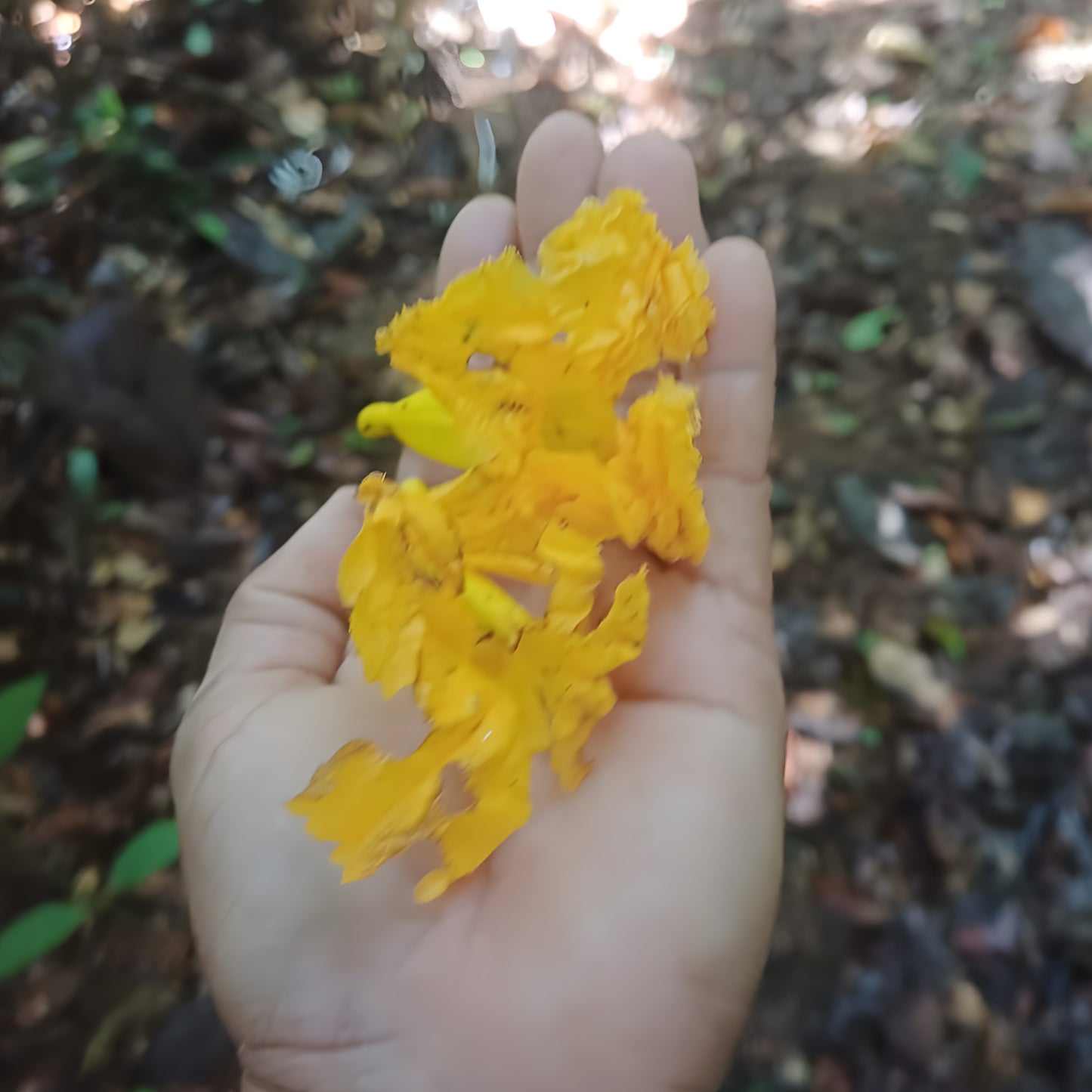 Fallen Samauma flowers gathered by hand from the Amazon forest floor in Acre, Brazil — the blossoms used in Katukina Samauma Flower rapé