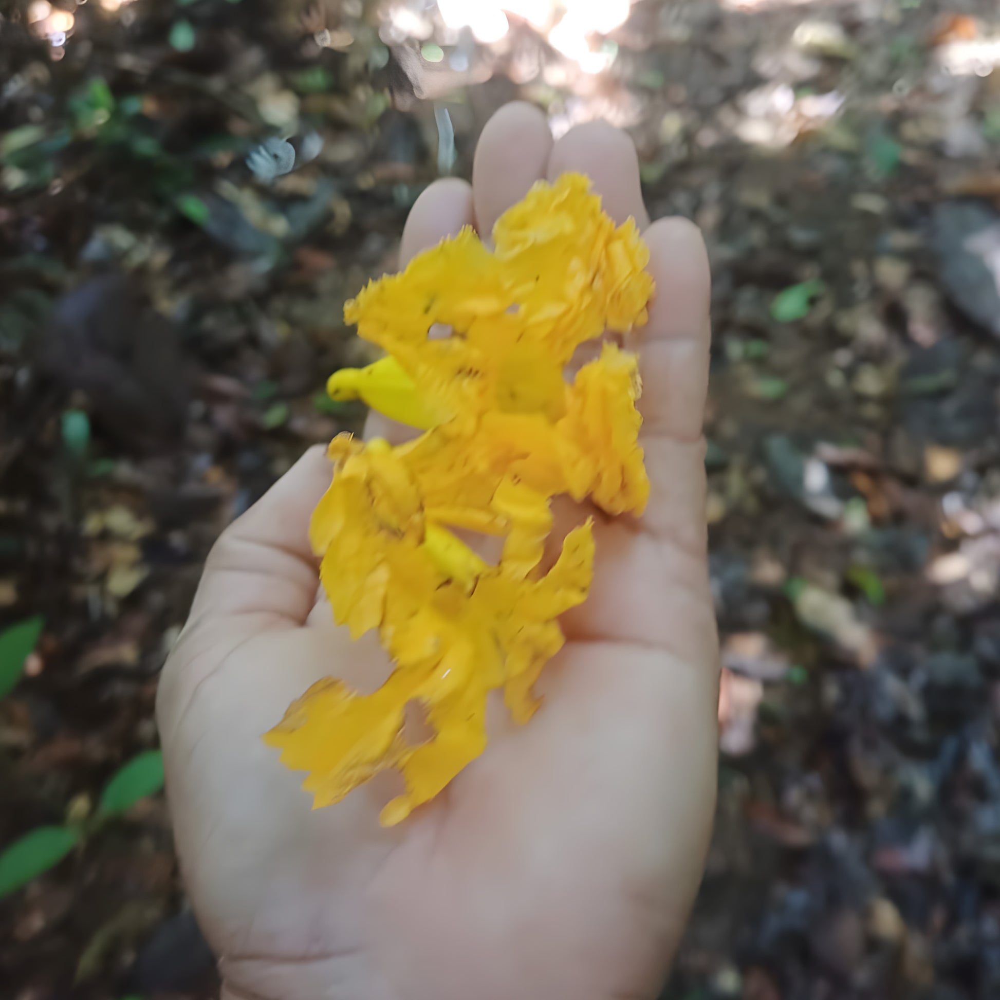 Fallen Samauma flowers gathered by hand from the Amazon forest floor in Acre, Brazil — the blossoms used in Katukina Samauma Flower rapé