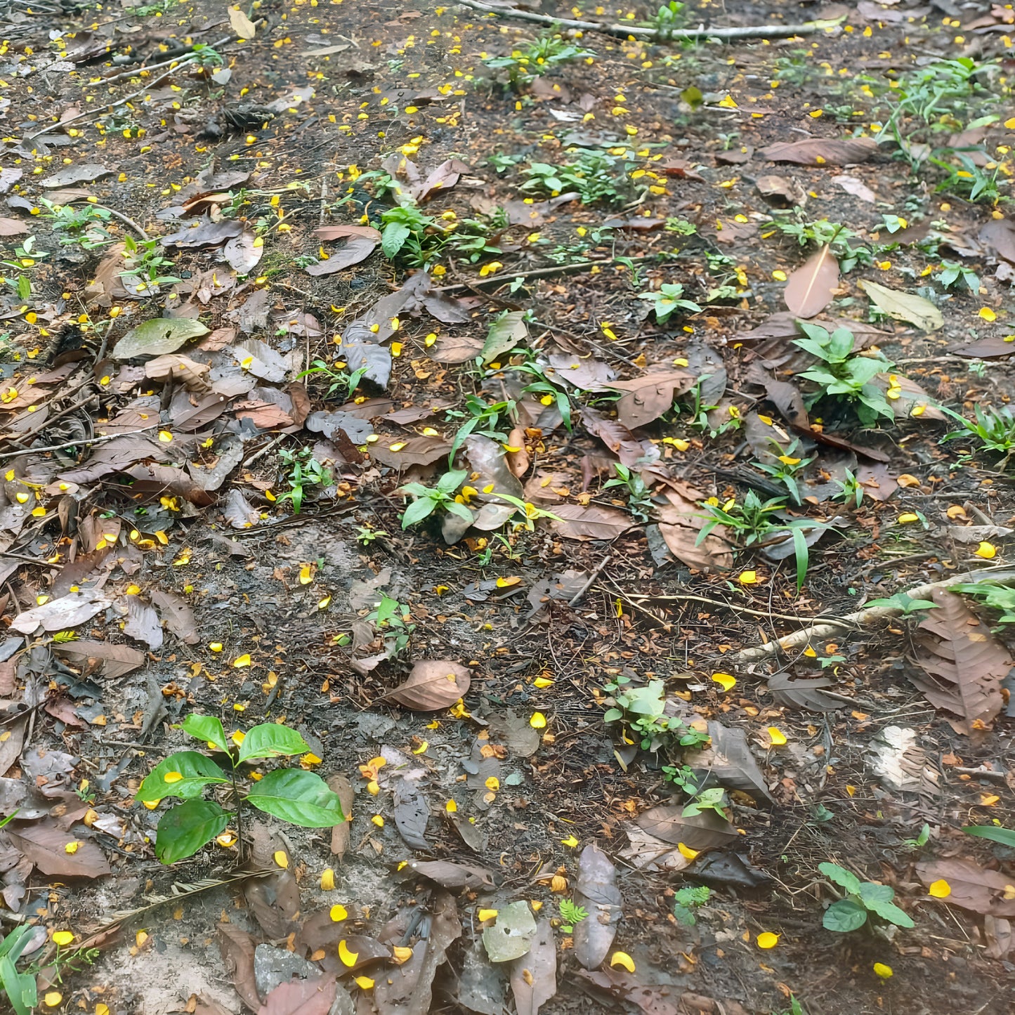 Fallen Samauma flowers scattered across the Amazon forest floor in Acre, Brazil, beneath the Mother of Trees