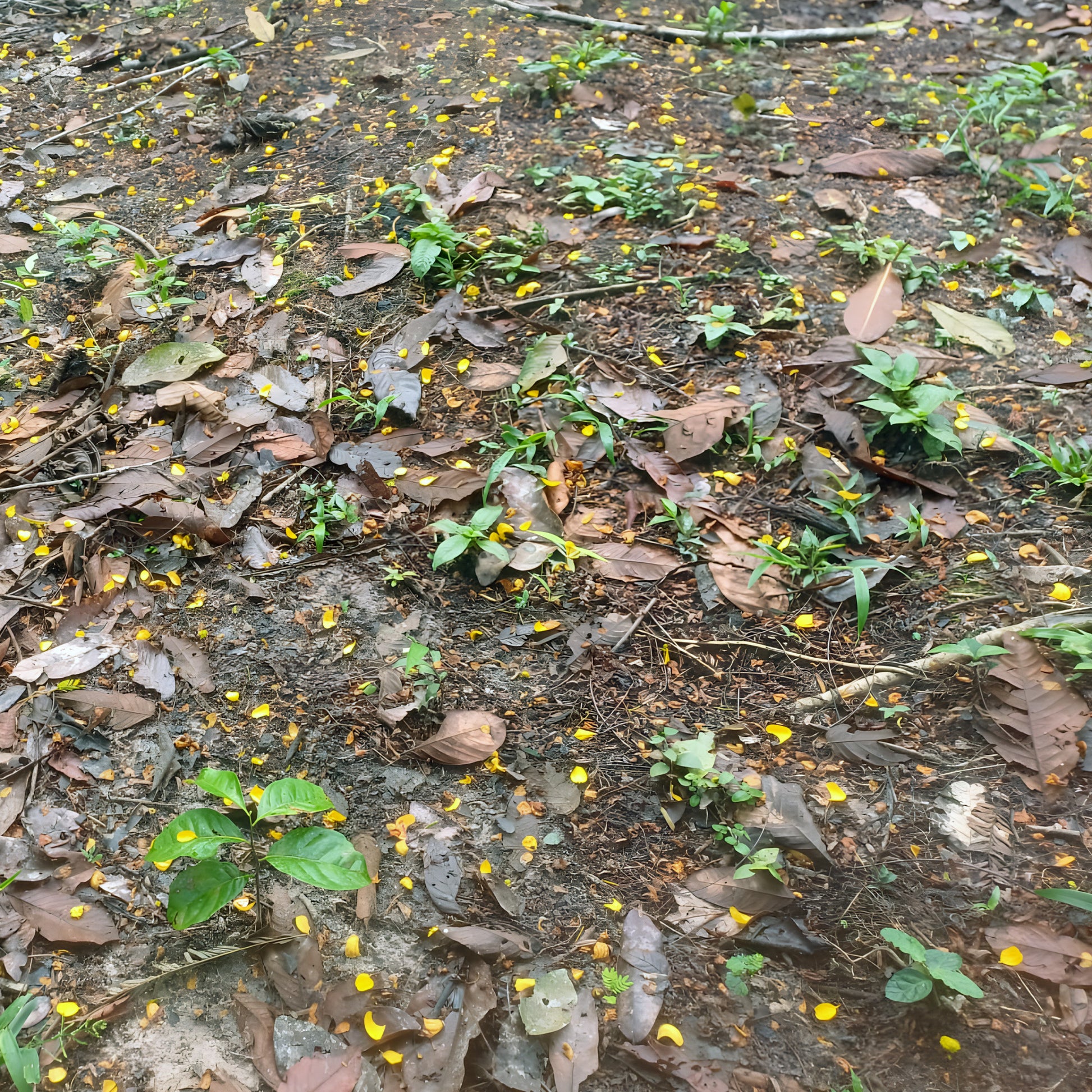 Fallen Samauma flowers scattered across the Amazon forest floor in Acre, Brazil, beneath the Mother of Trees