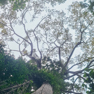 The great buttress roots of the Samauma (Ceiba sp.) tree in the Amazon rainforest