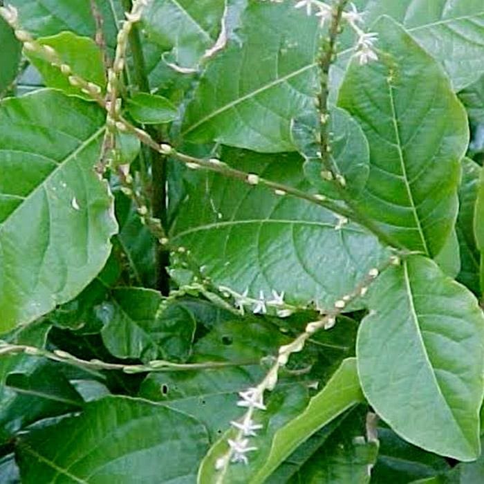Kaxinawa • Seven Herbs Rapeh seven herbs rapeh