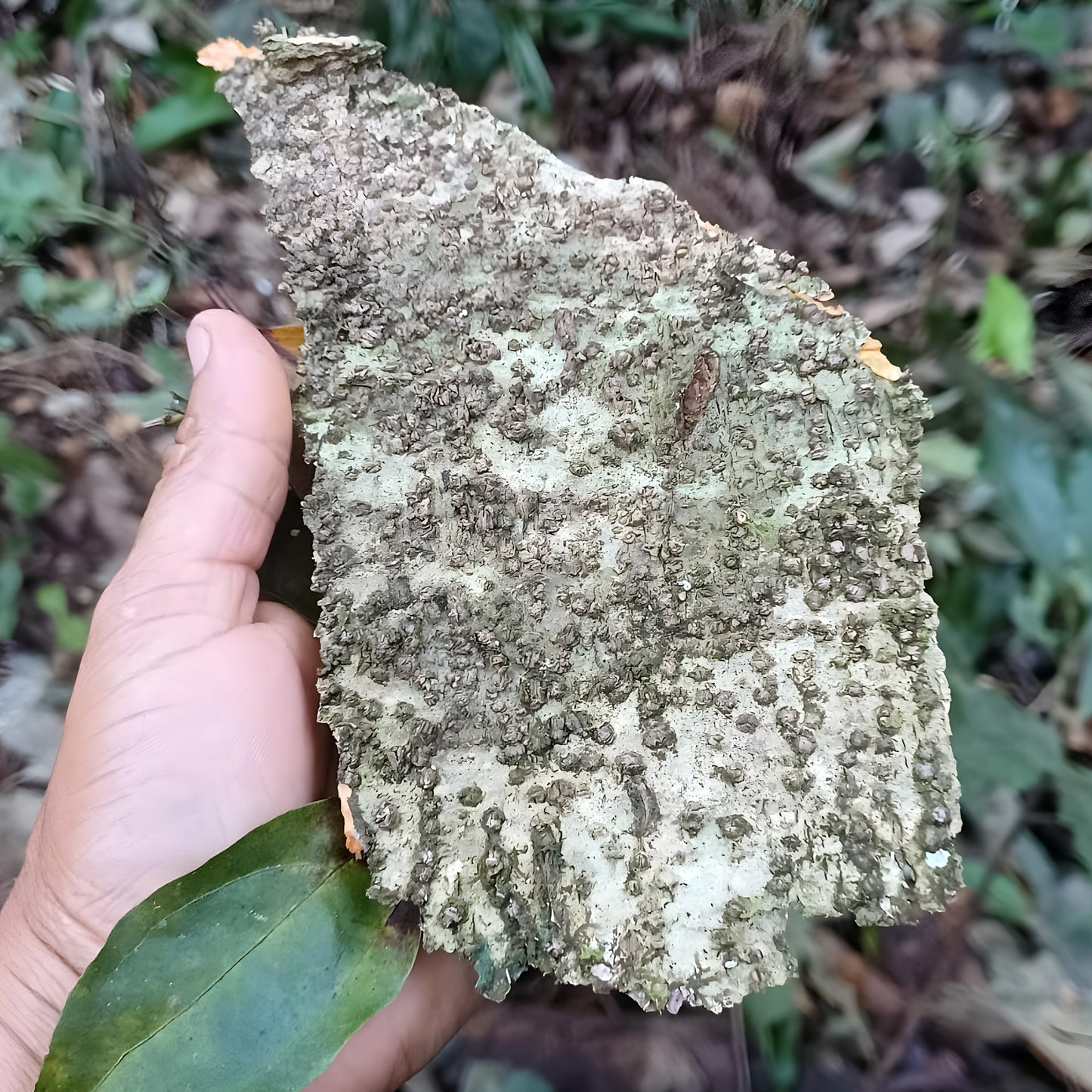A piece of Tsunu (Platycyamus regnellii) bark and a fresh green leaf held in hand in Acre, Brazil — the bark is burned to ash for rapé (hapé)
