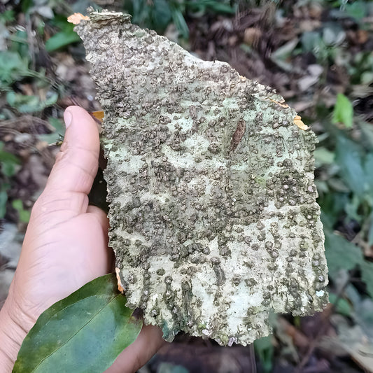 A piece of Tsunu (Platycyamus regnellii) bark and a fresh green leaf held in hand in Acre, Brazil — the bark is burned to ash for rapé (hapé)
