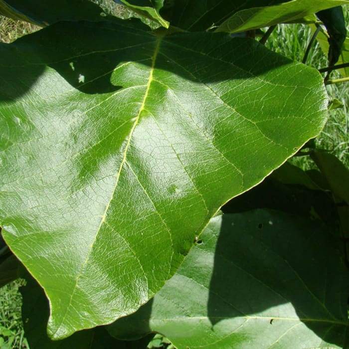 Tsunu Tree Leaf / shamanicsupply.com