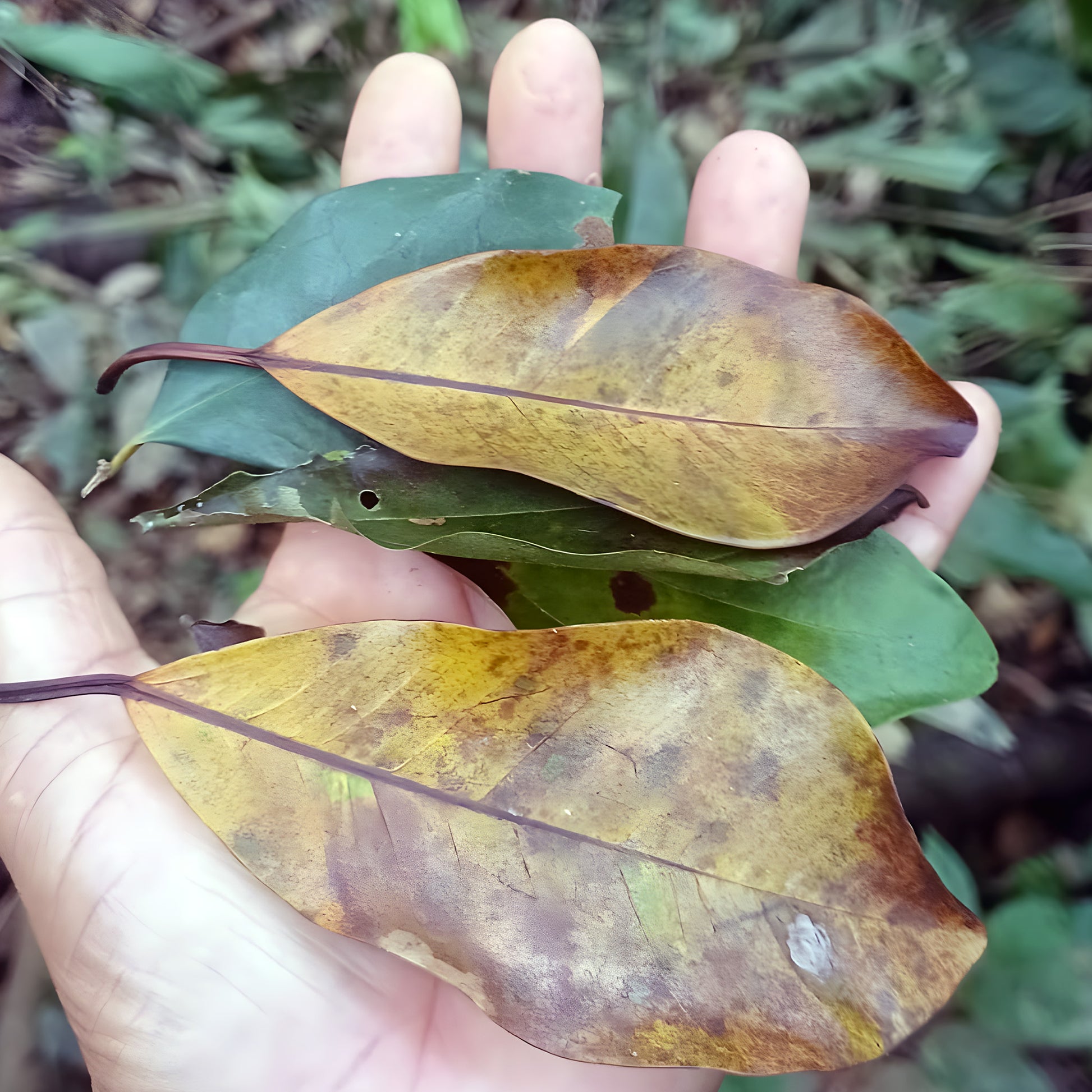 Fallen, partially dried Tsunu (Platycyamus regnellii) leaves held in hand in Acre, Brazil — the sacred tree whose ash is used in rapé (hapé)