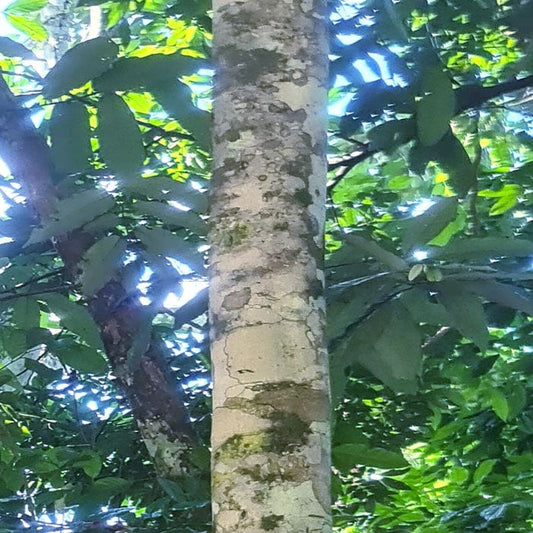 Tsunu tree (Platycyamus regnellii) bark close-up — Katukina territory, Acre, Brazil