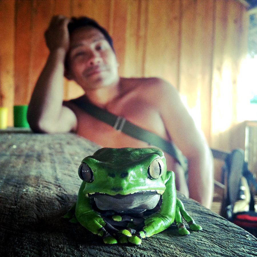 The kambô frog — Phyllomedusa bicolor