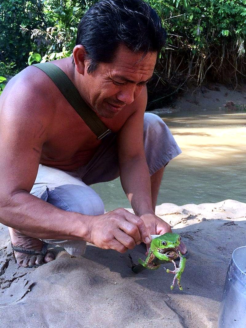 A Yawanawá kambô shaman harvesting the frog’s secretion for traditional medicine