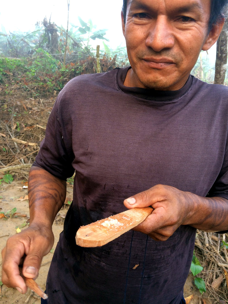A kambô shaman preparing freshly extracted kambô for ceremony