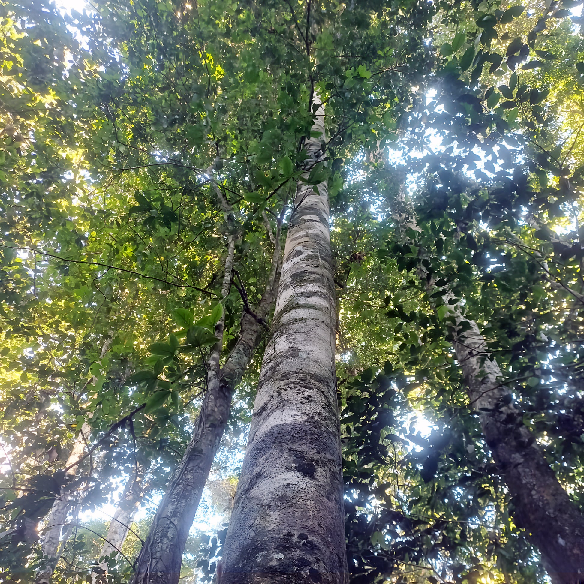 Looking up the trunk of a Tsunu tree (Platycyamus regnellii) in the Amazon rainforest, Acre, Brazil — the ash that forms the base of Yawanawá Two Roses rapé (hapé)
