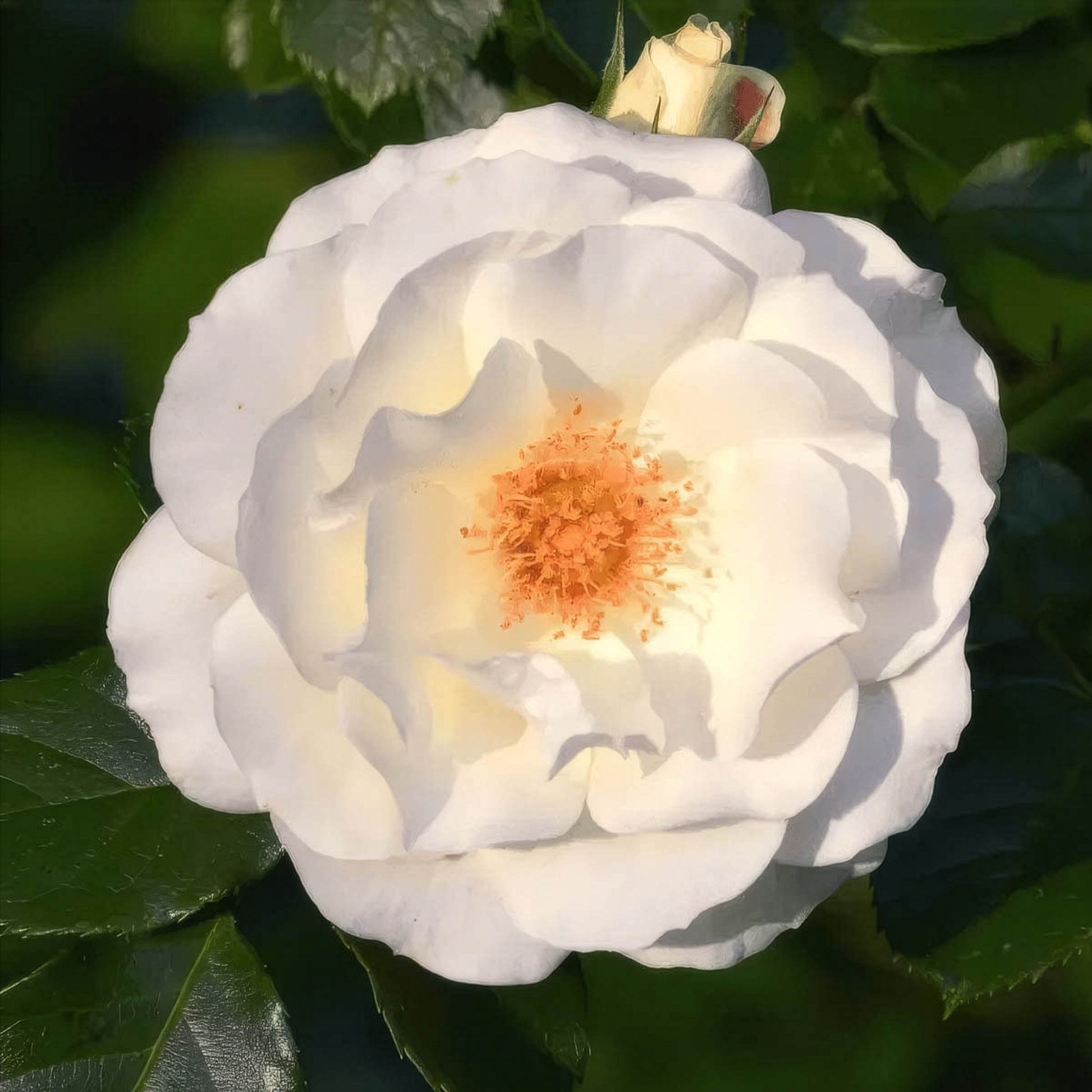 Close-up of white rose petals (Rosa) — one of the two roses in Yawanawá Two Roses rapé (hapé), carrying purification and heart-opening