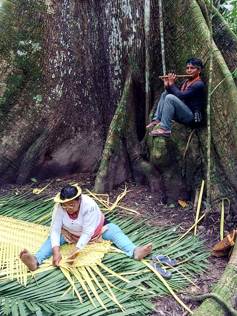 Weaving traditional mats beneath a giant Samaúma tree while a flute plays