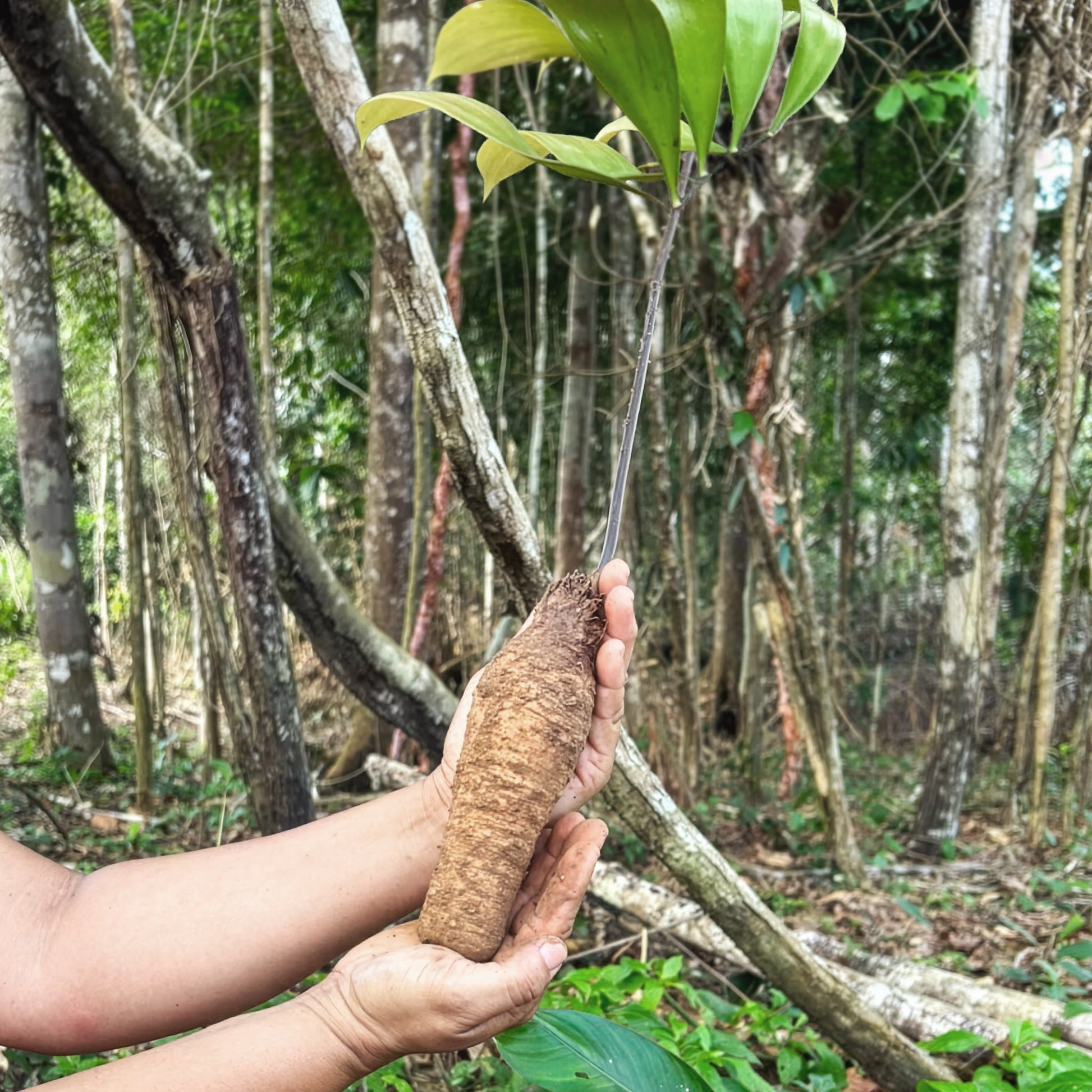 A young catuaba plant held up to show its batata — the tuber the Katukina pound into this rapé