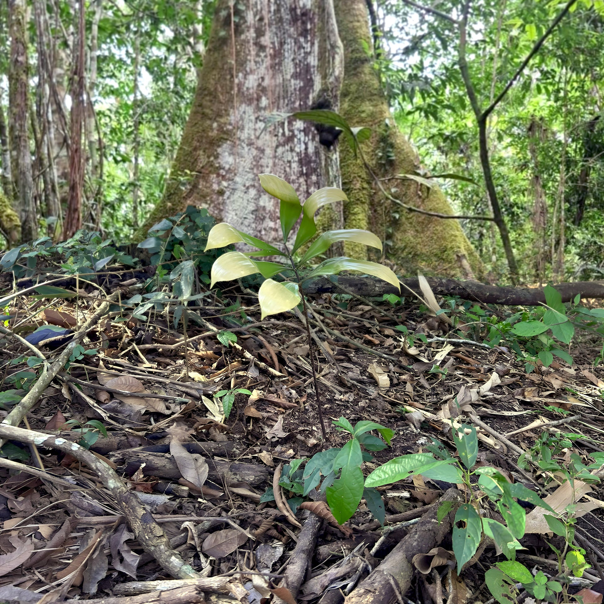 A young catuaba plant growing in cleared forest on Katukina land in Acre, Brazil