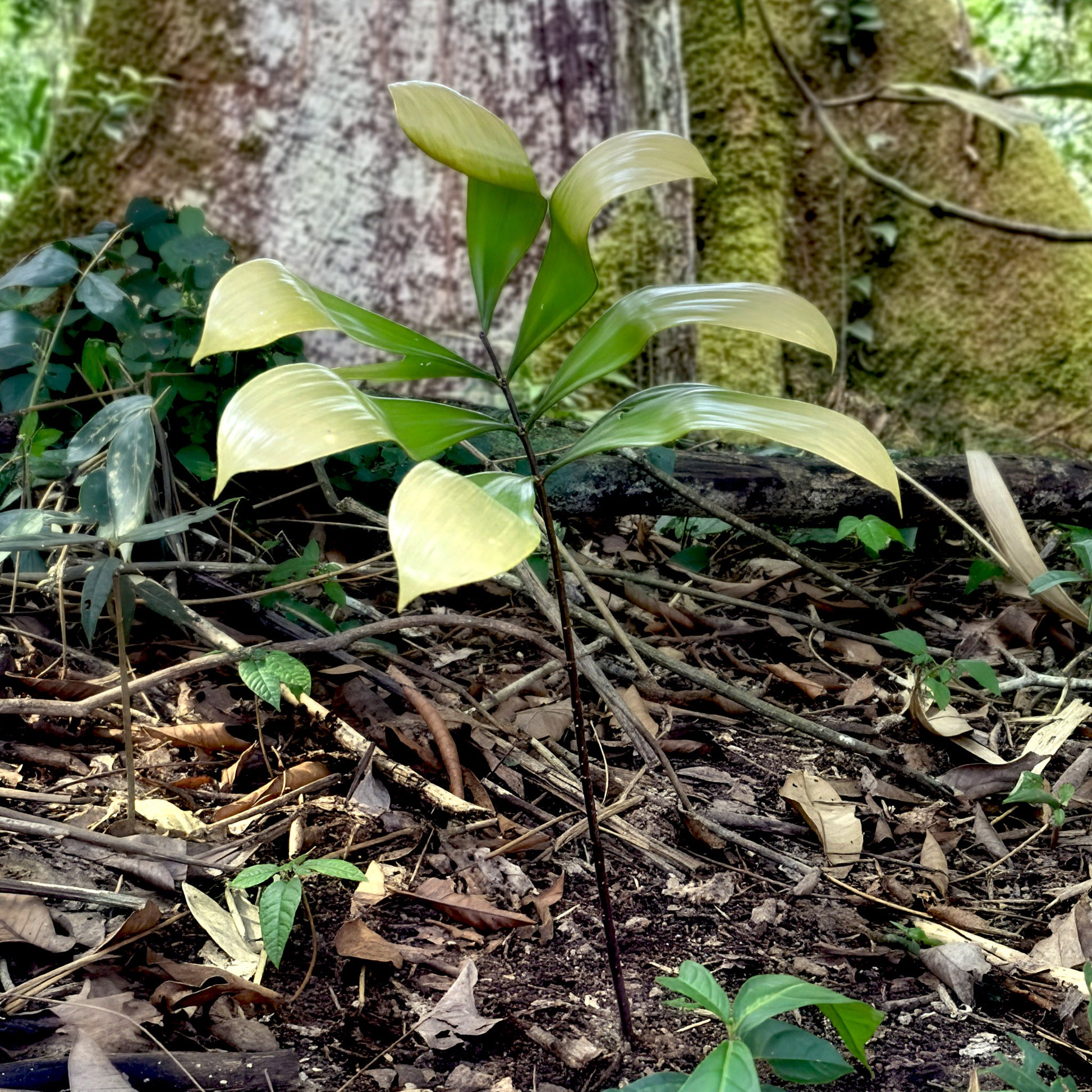 Close-up of a young catuaba plant, its new leaves still pale, on the Amazon forest floor